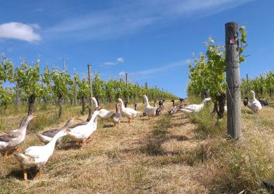 Bunn Wine Preservative Free Biodynamic Wine from the Great Southern Region of Western Australia