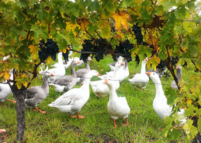 Bunn Wine Preservative Free Biodynamic Wine from the Great Southern Region of Western Australia