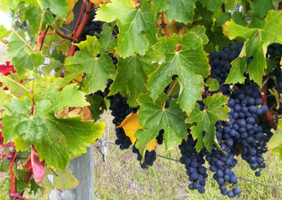 Bunn Wine Preservative Free Biodynamic Wine from the Great Southern Region of Western Australia