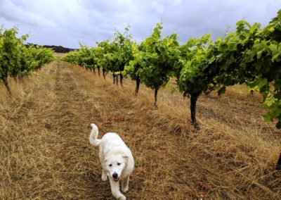 Bunn Wine Preservative Free Biodynamic Wine from the Great Southern Region of Western Australia